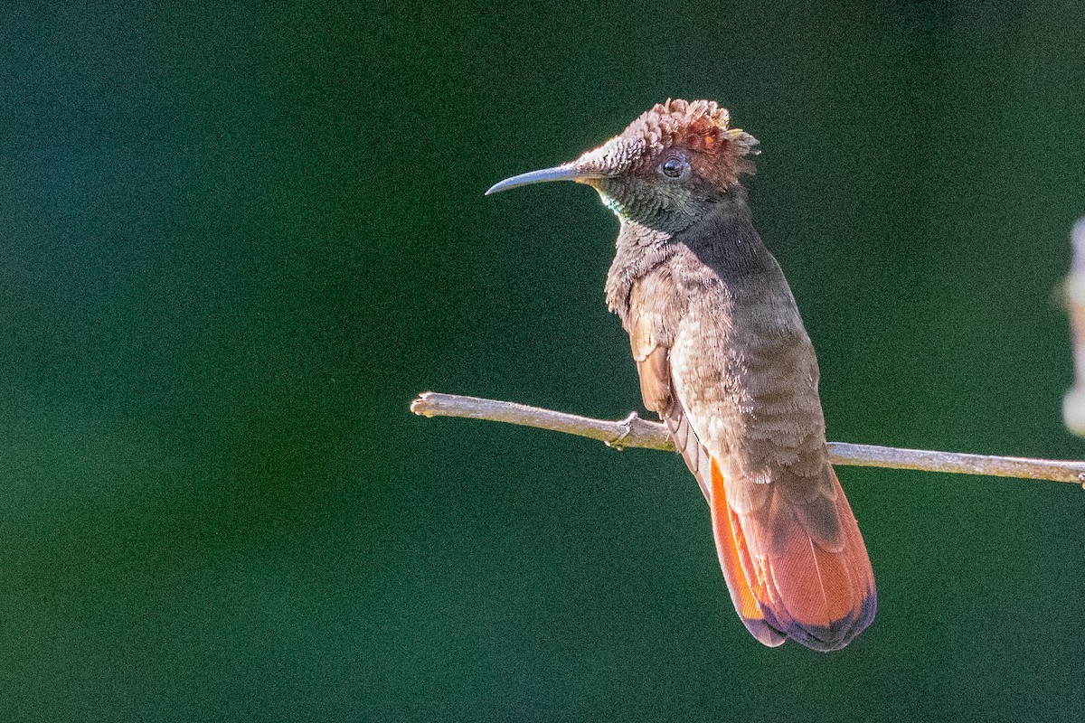 Ruby-topaz Hummingbird - ML611796390