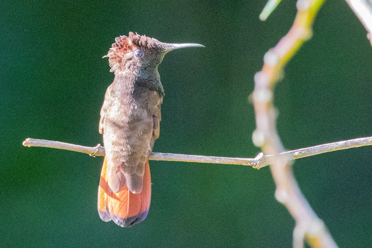 Ruby-topaz Hummingbird - ML611796408