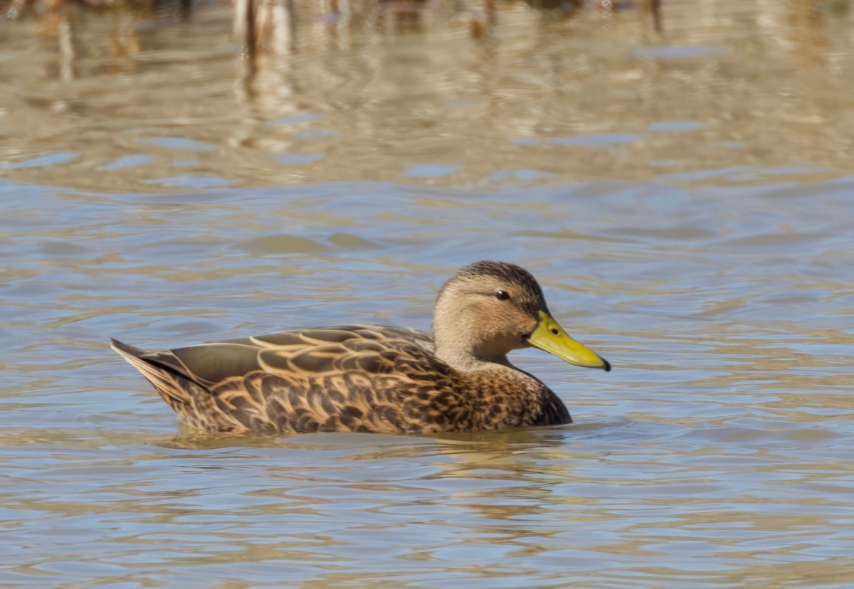 Mottled Duck (Gulf Coast) - ML611796411