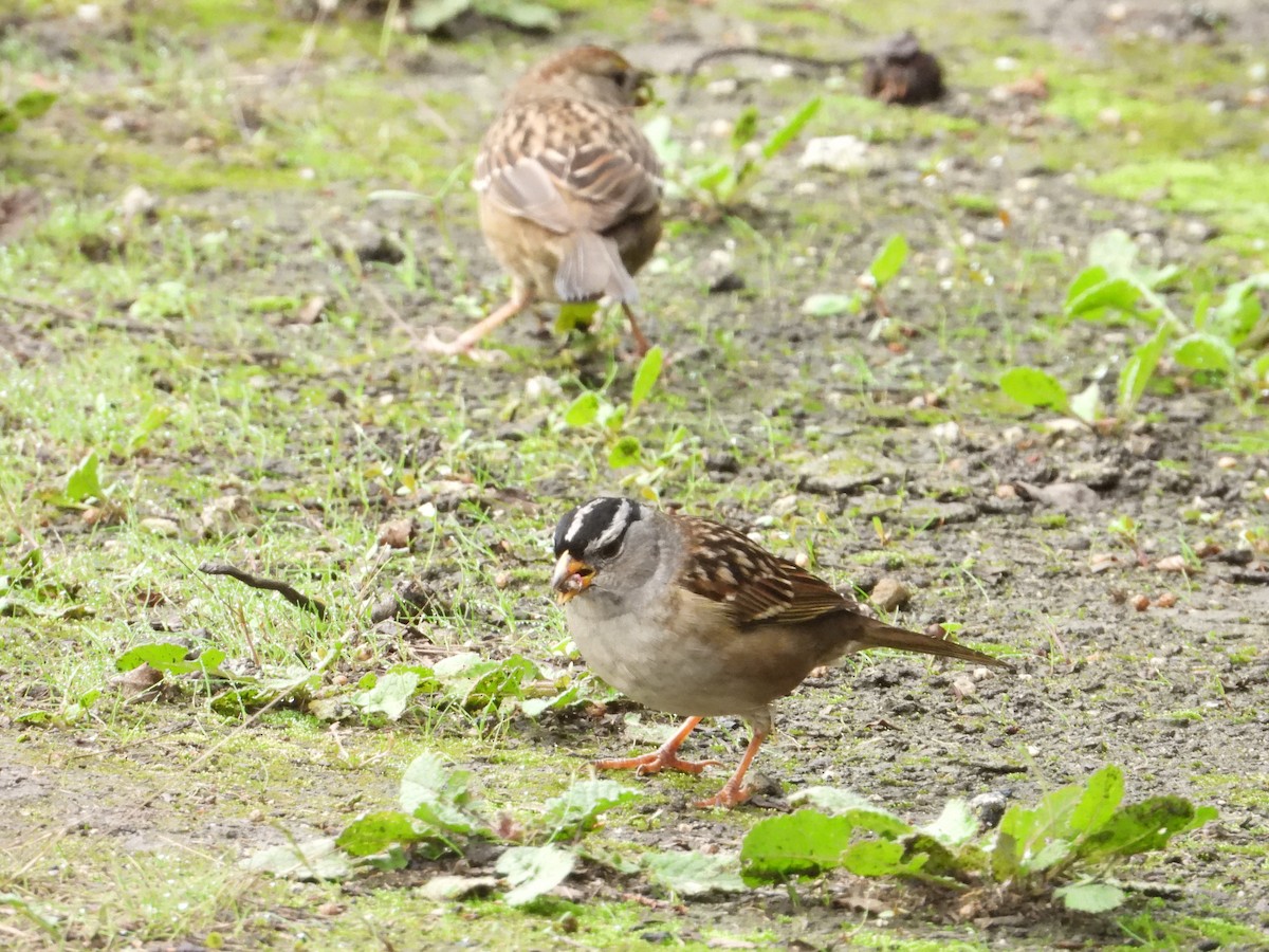 White-crowned Sparrow - ML611796430