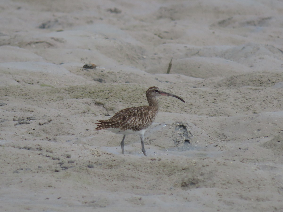 Whimbrel - Thomas Brooks