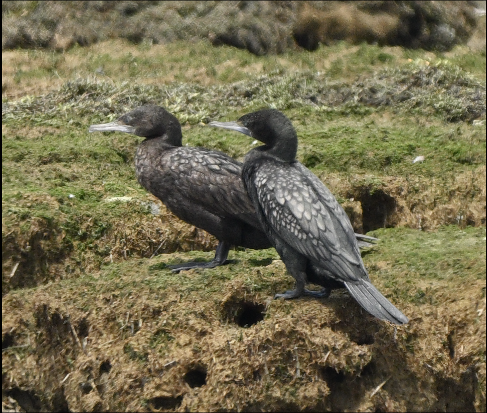 Little Black Cormorant - ML611796439