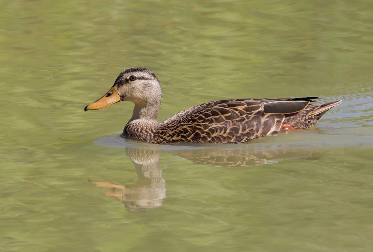 Mottled Duck (Gulf Coast) - ML611796456
