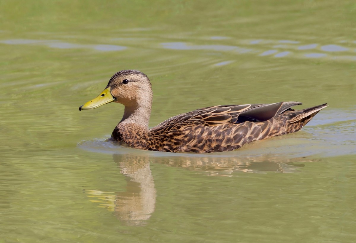 Mottled Duck (Gulf Coast) - ML611796457