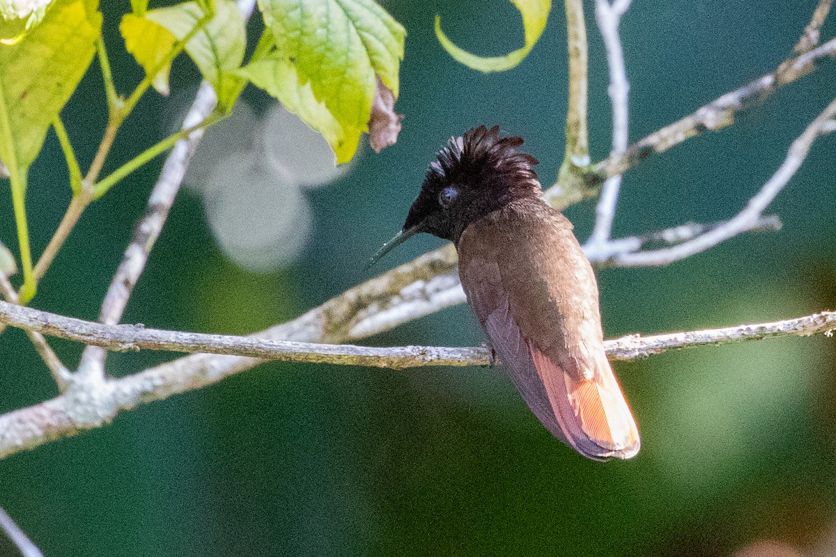 Ruby-topaz Hummingbird - ML611796618