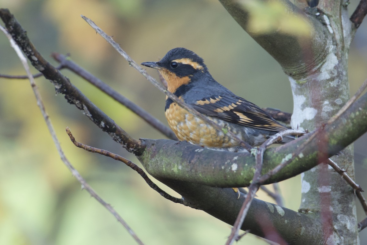 Varied Thrush - ML611796619