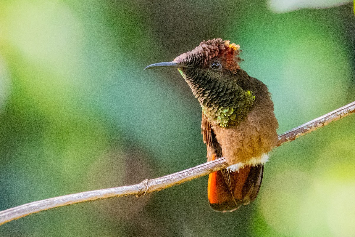 Ruby-topaz Hummingbird - ML611796627