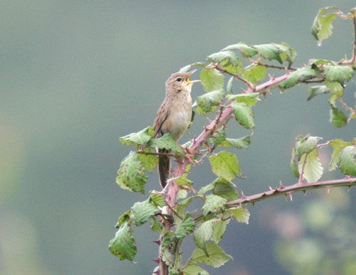 Common Grasshopper Warbler - ML611796645