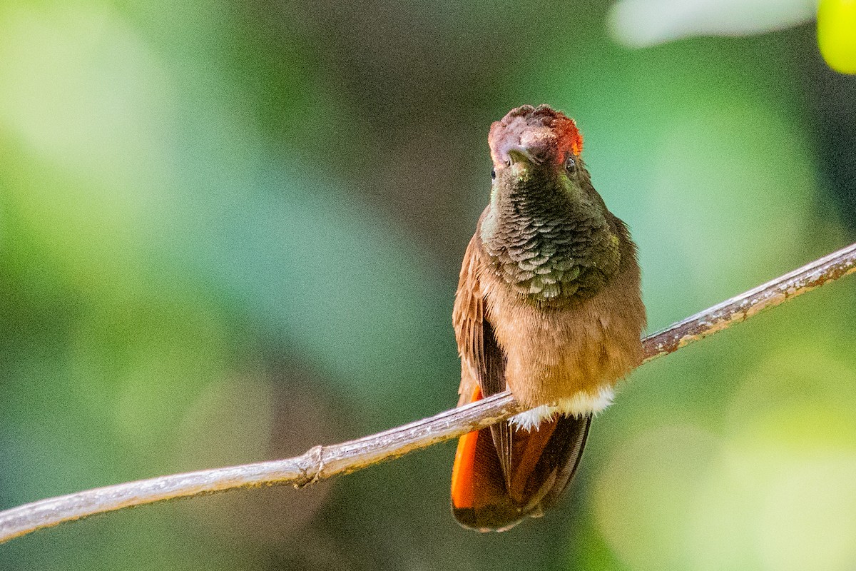 Ruby-topaz Hummingbird - ML611796686