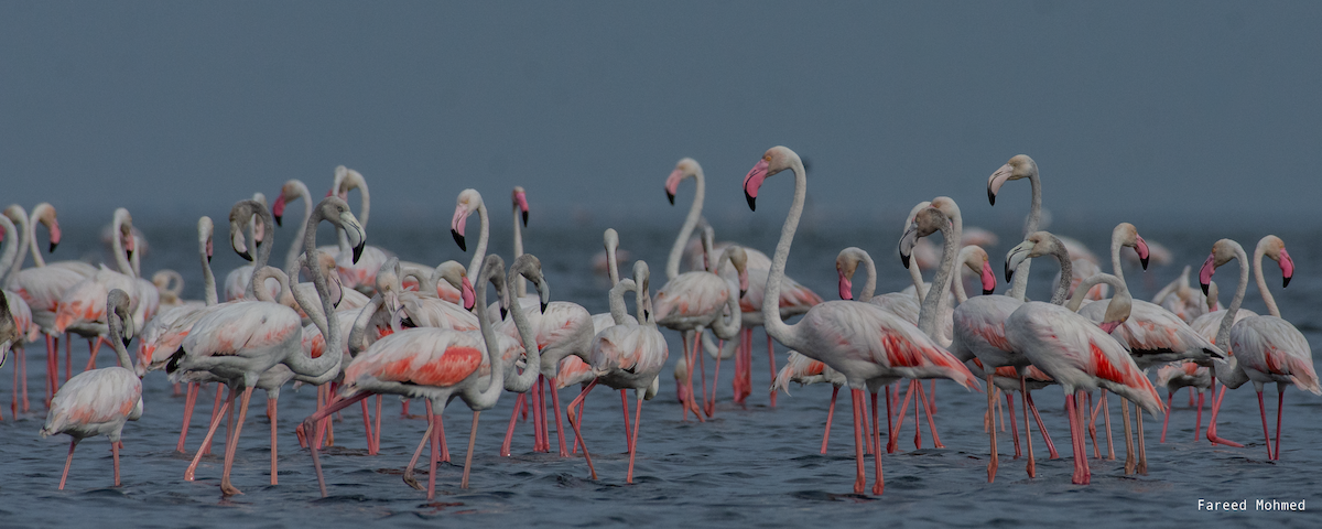Greater Flamingo - Fareed Mohmed