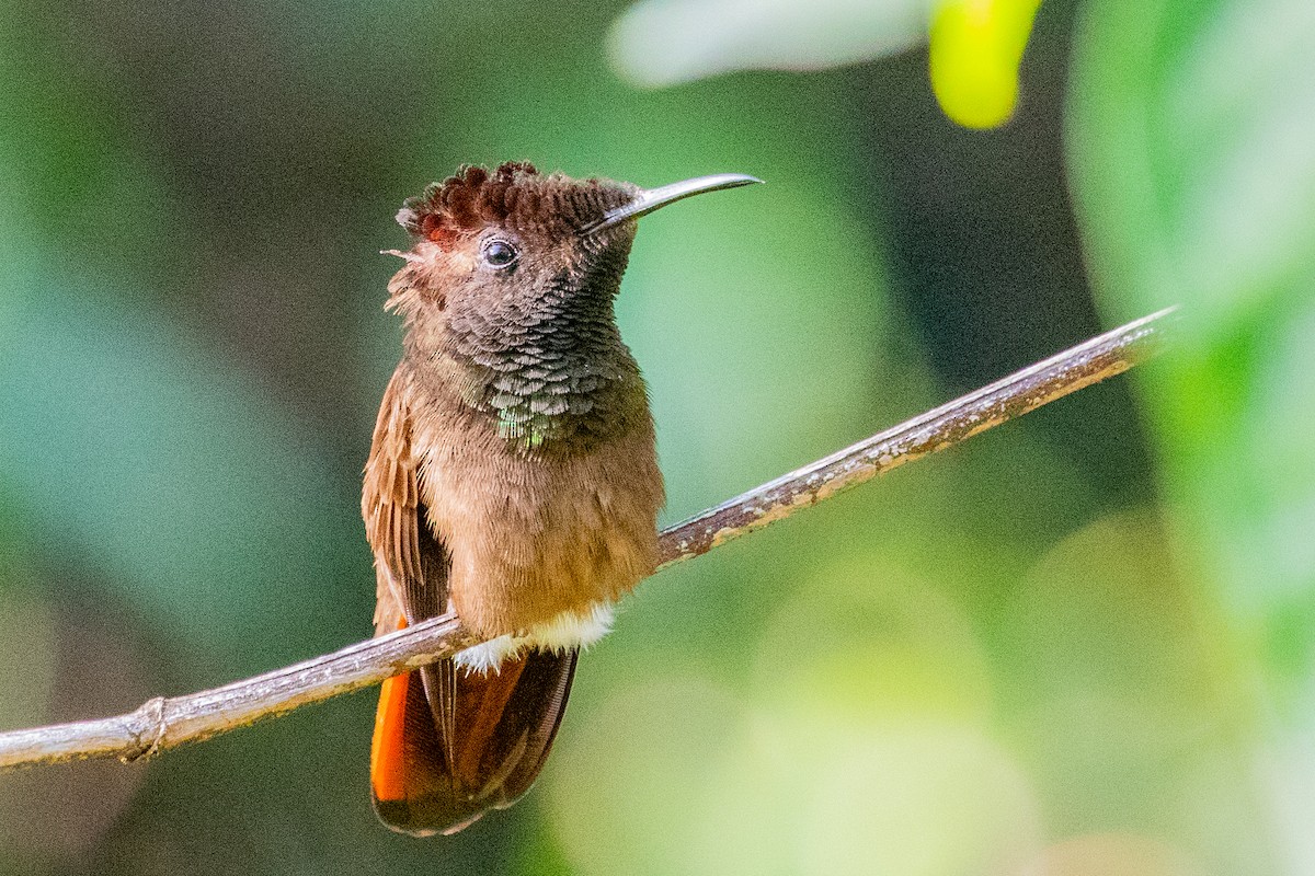 Ruby-topaz Hummingbird - ML611796692