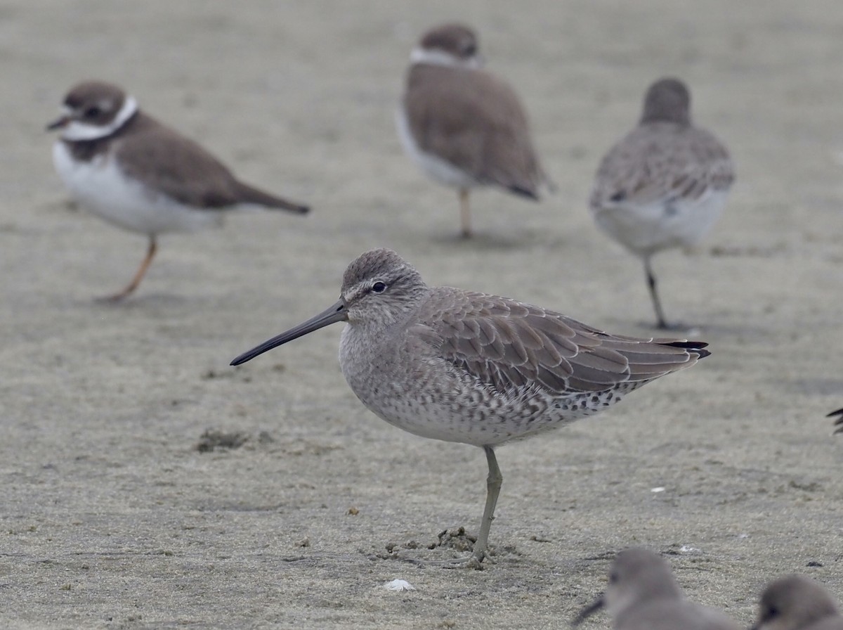 Short-billed Dowitcher - Yve Morrell