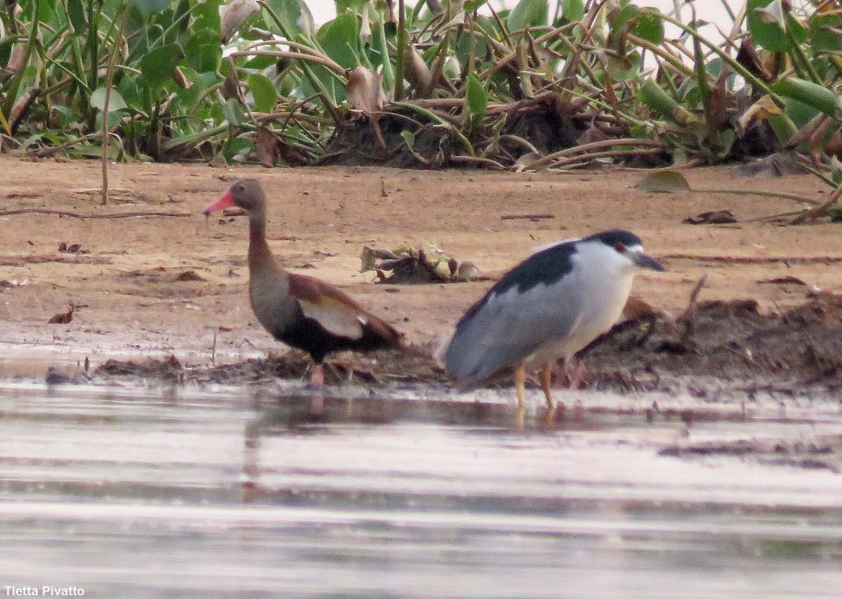 Black-crowned Night Heron - ML611796958