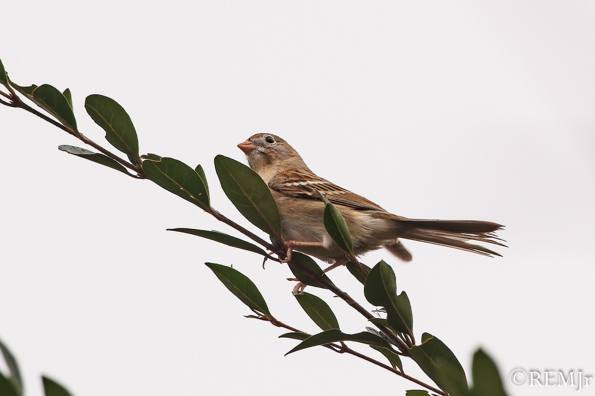 Field Sparrow - ML611797352