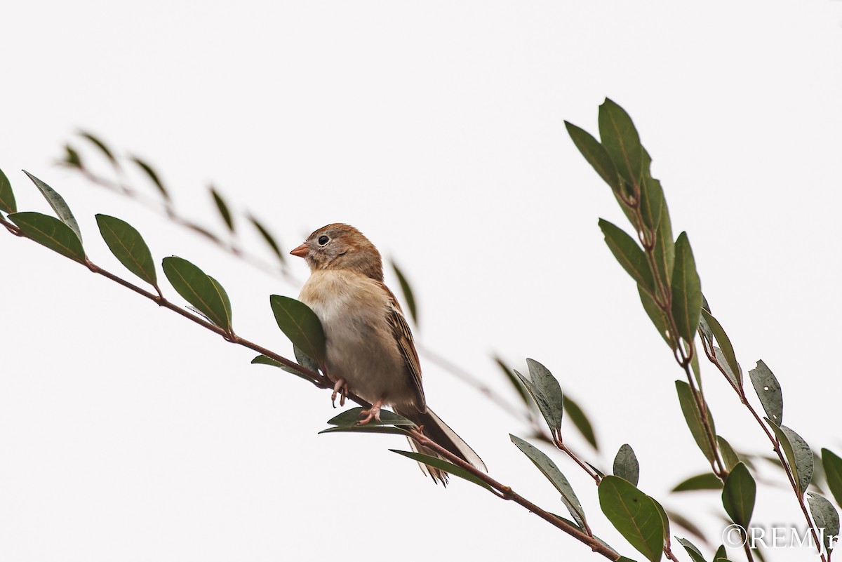 Field Sparrow - ML611797353