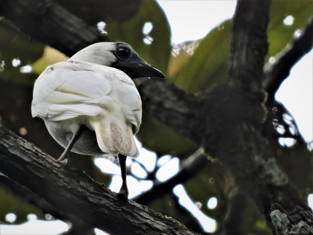 Bare-throated Bellbird - Fabio Barata