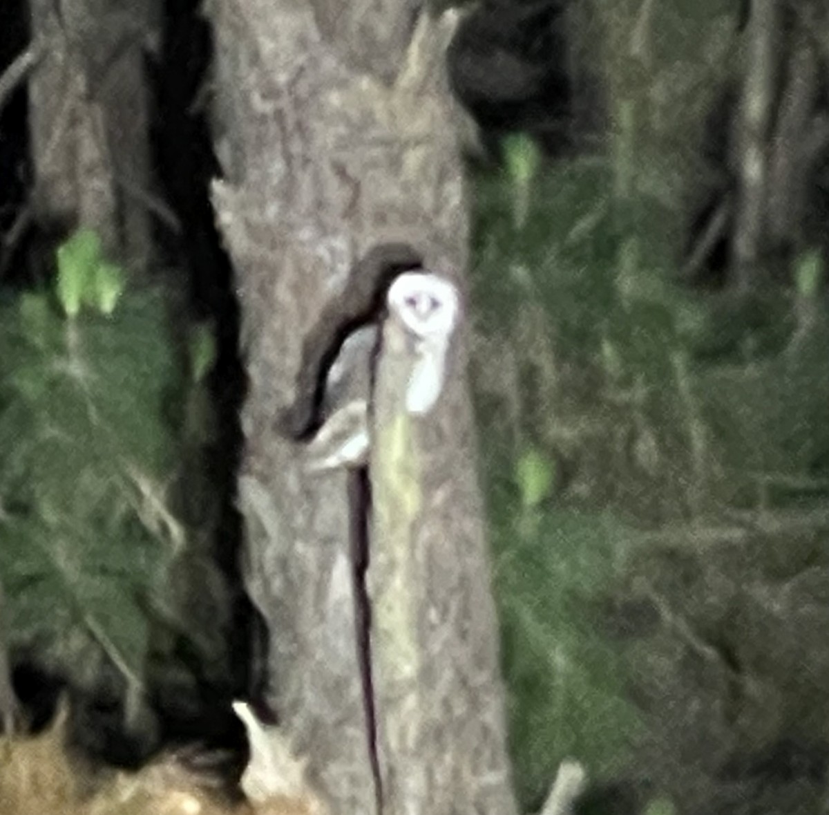 Barn Owl (African) - ML611797438