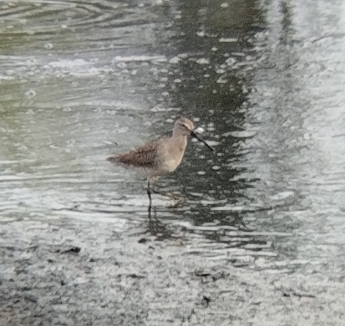 Long-billed Dowitcher - ML611797486