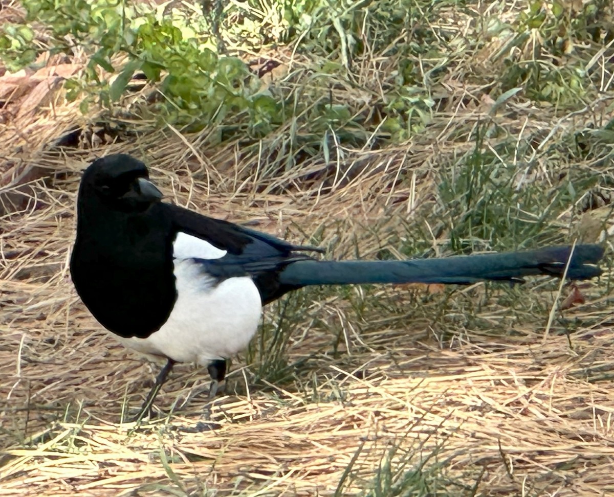 Black-billed Magpie - ML611797500