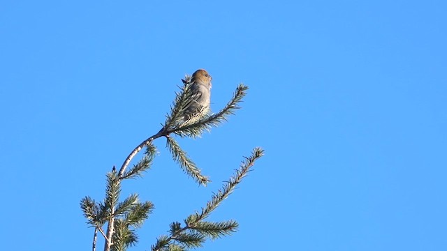 Pine Grosbeak - ML611797510