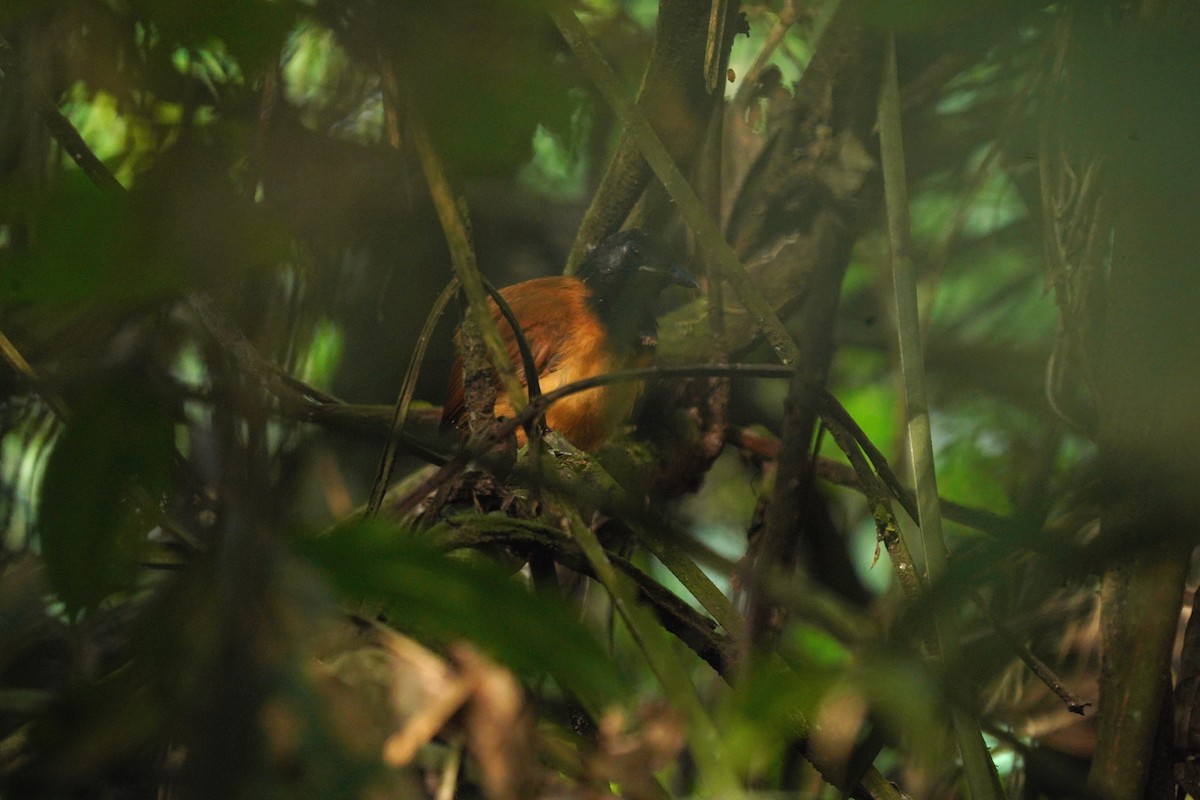 White-shouldered Antbird - Luis Carlos García Mejía