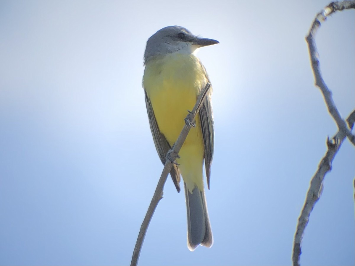 Tropical Kingbird - ML611797555