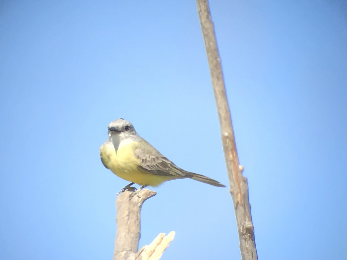 Tropical Kingbird - ML611797556