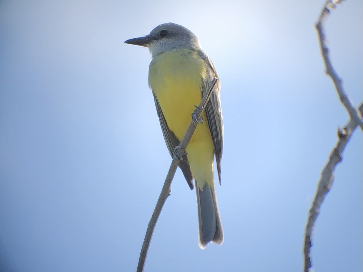 Tropical Kingbird - ML611797557