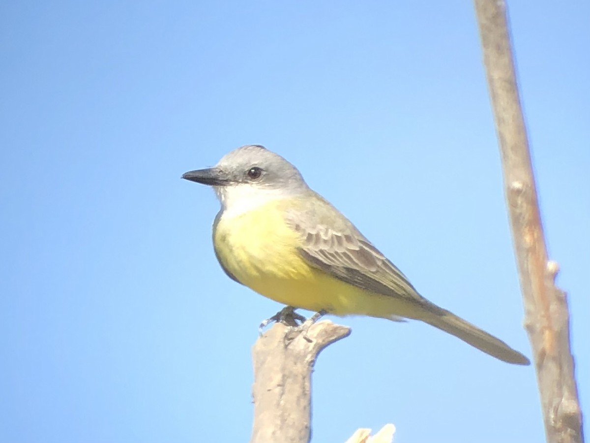 Tropical Kingbird - ML611797558