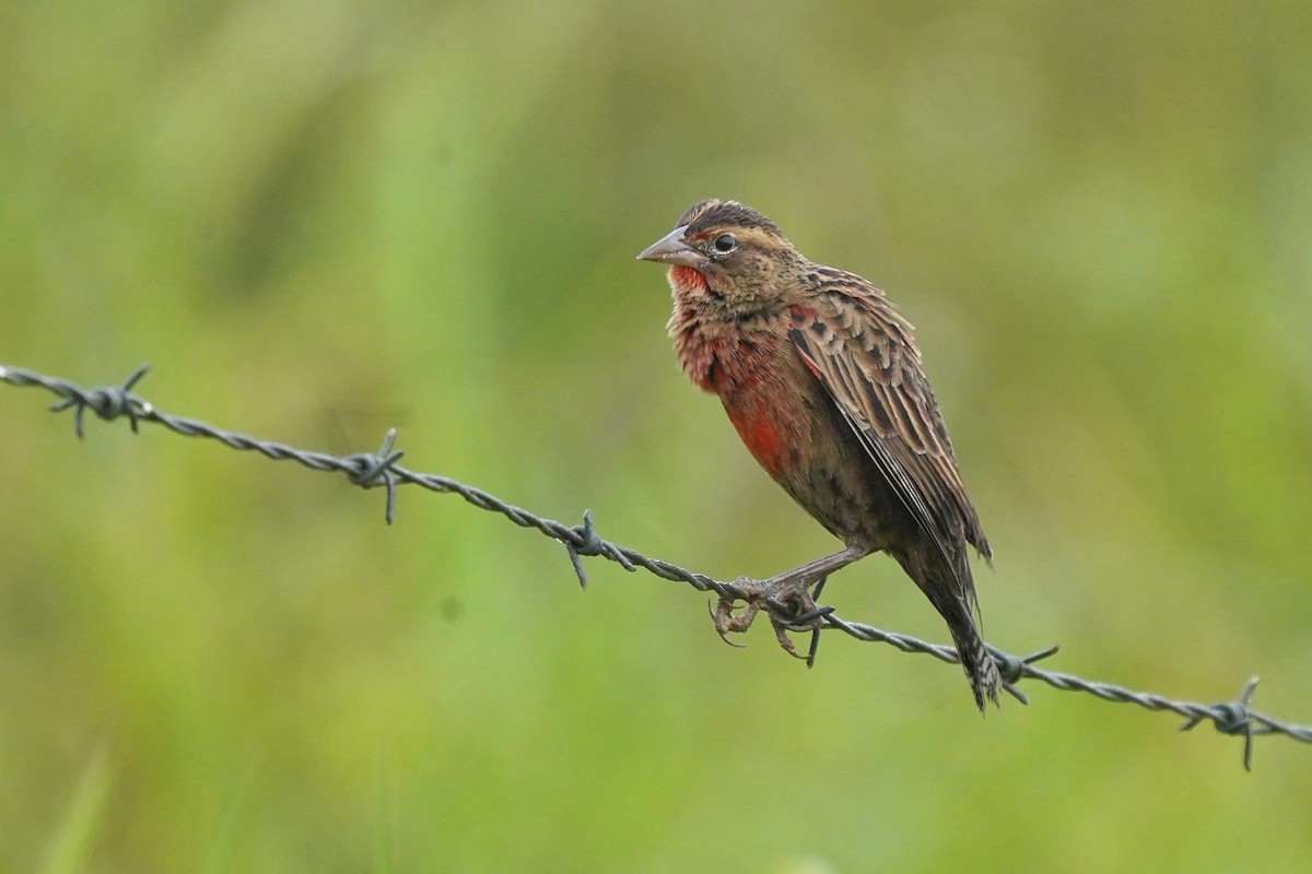 Red-breasted Meadowlark - Luis Carlos García Mejía