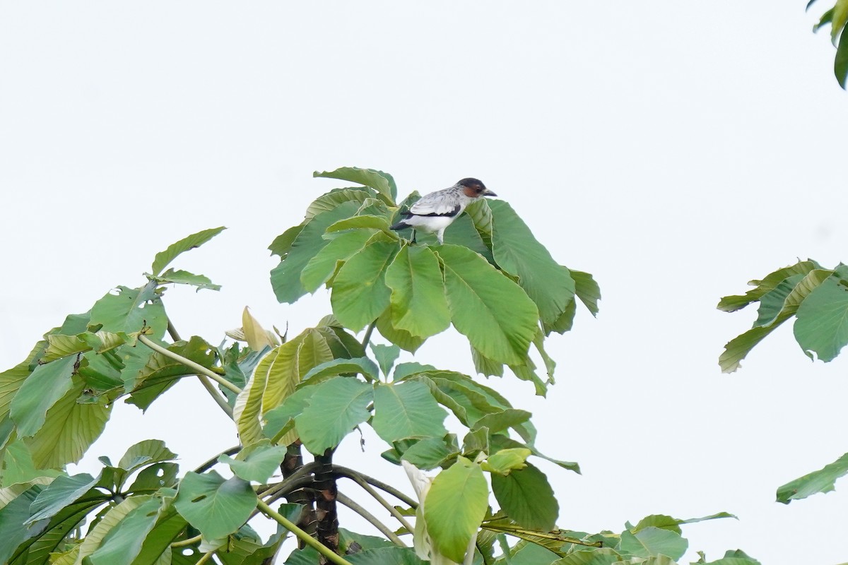 Black-crowned Tityra - Luis Carlos García Mejía