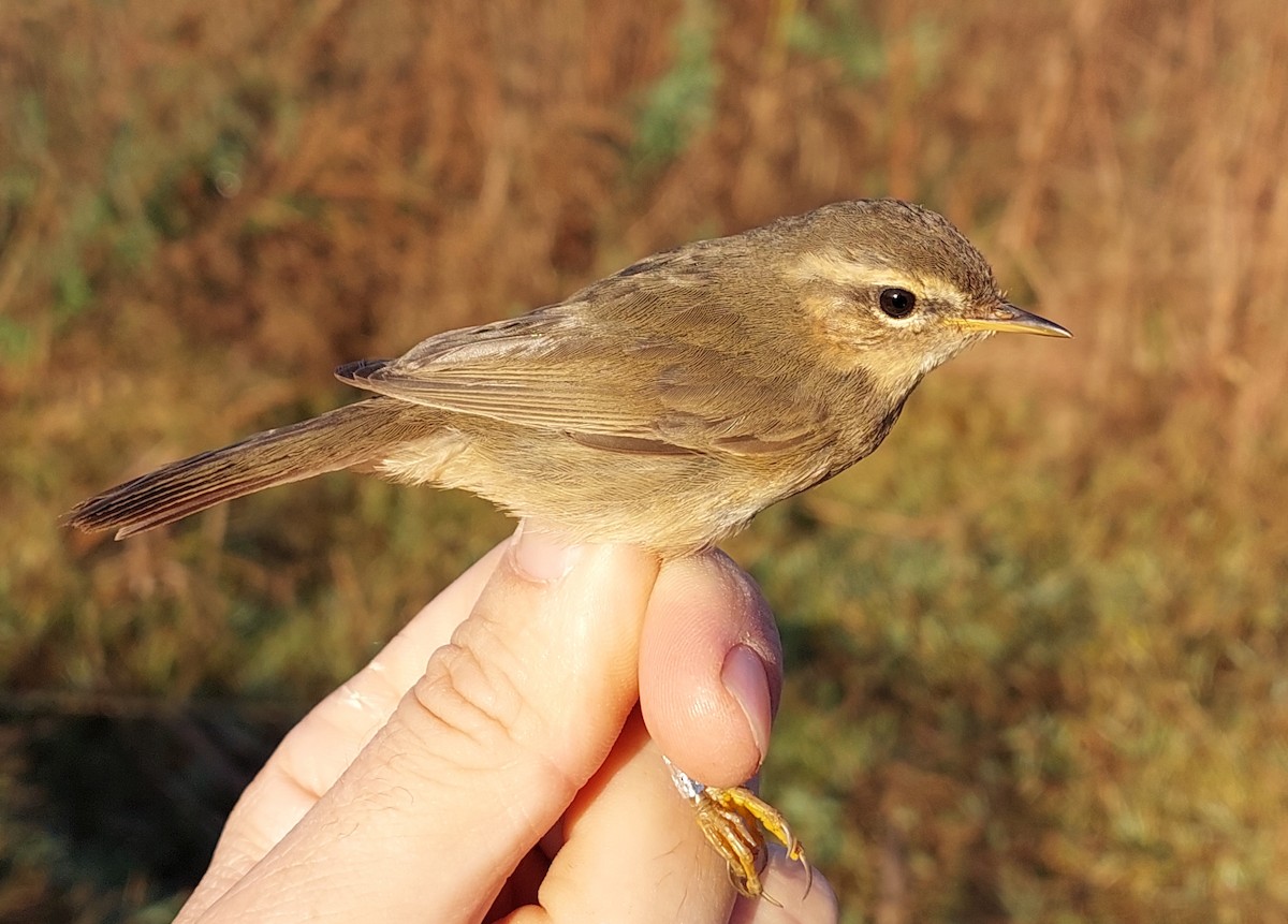 Dusky Warbler - ML611797731