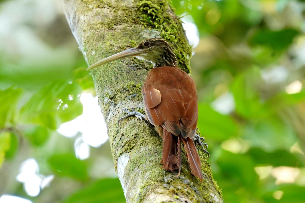 Long-billed Woodcreeper - Luis Carlos García Mejía