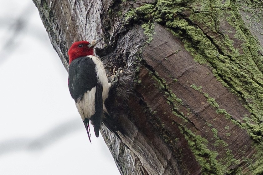 Red-headed Woodpecker - Bill Massaro