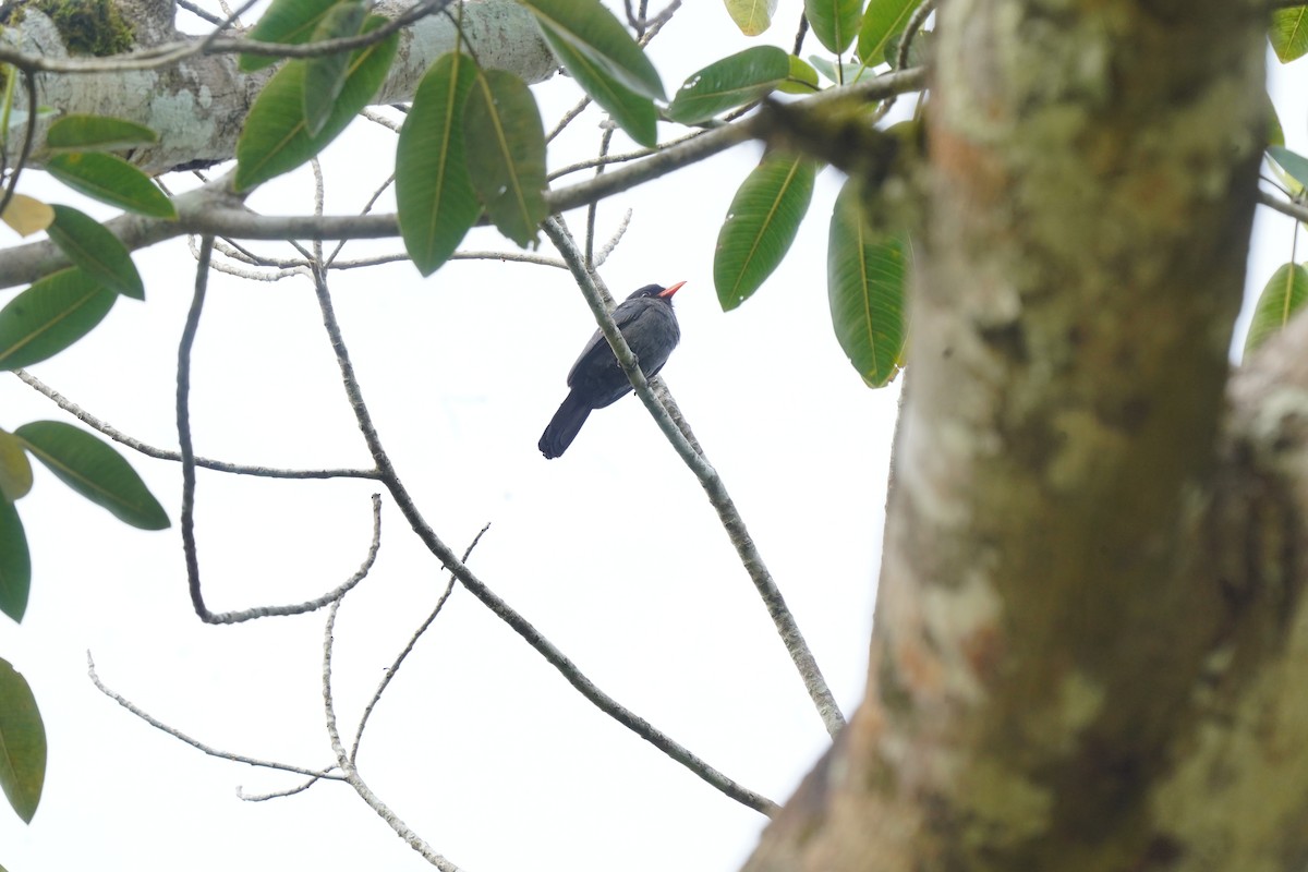 Black-fronted Nunbird - Luis Carlos García Mejía