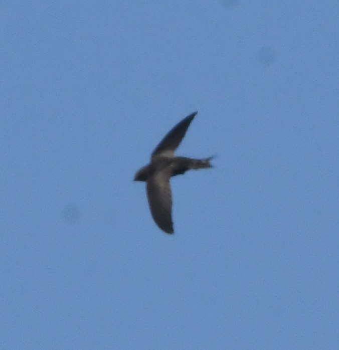 African Swift (African) - Gabriel Jamie