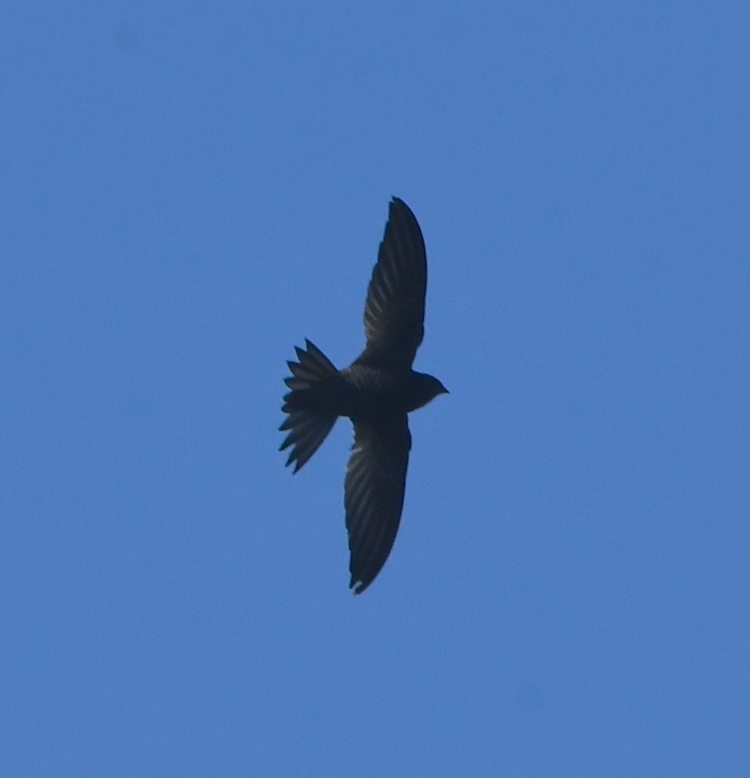 African Swift (African) - Gabriel Jamie