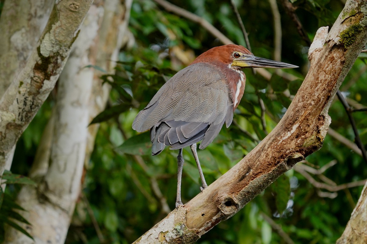 Rufescent Tiger-Heron - Luis Carlos García Mejía