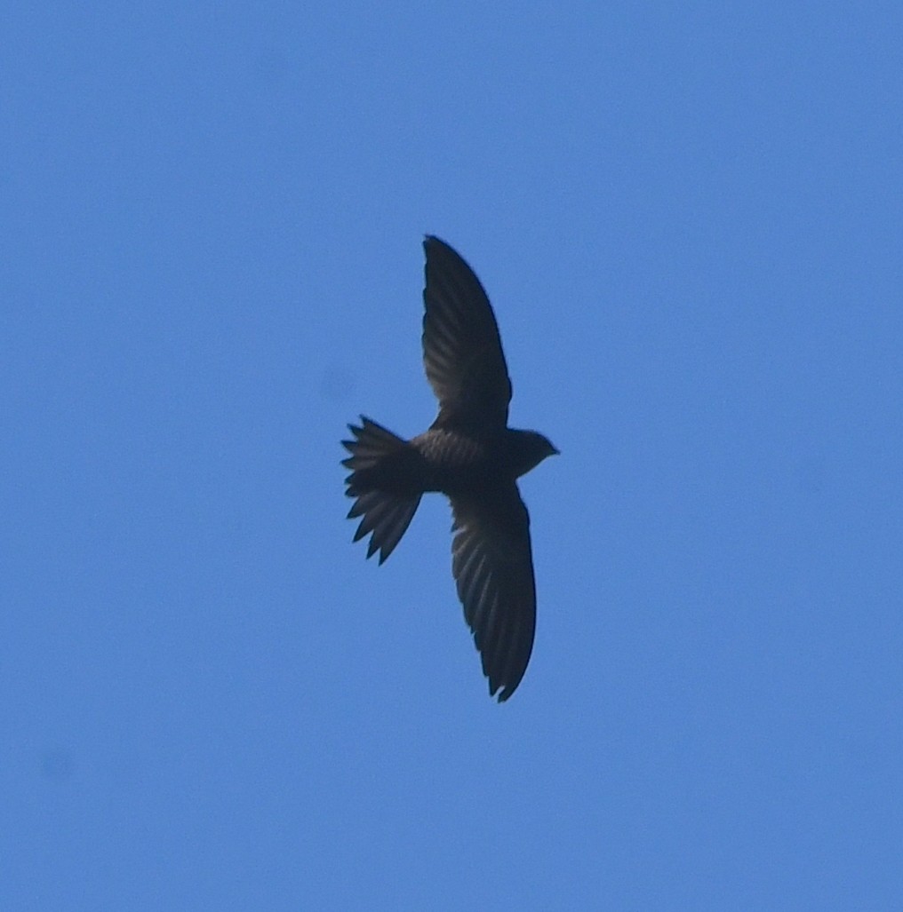 African Swift (African) - Gabriel Jamie