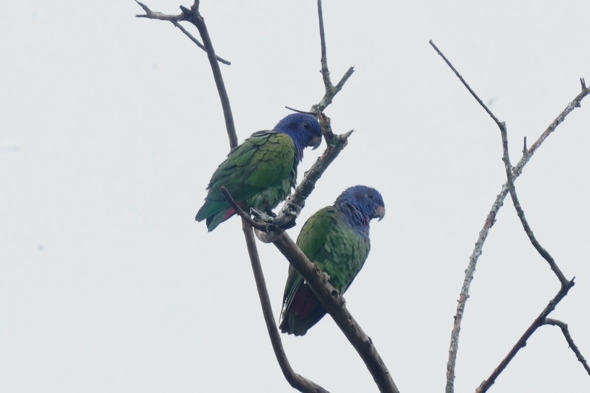 Blue-headed Parrot - Luis Carlos García Mejía