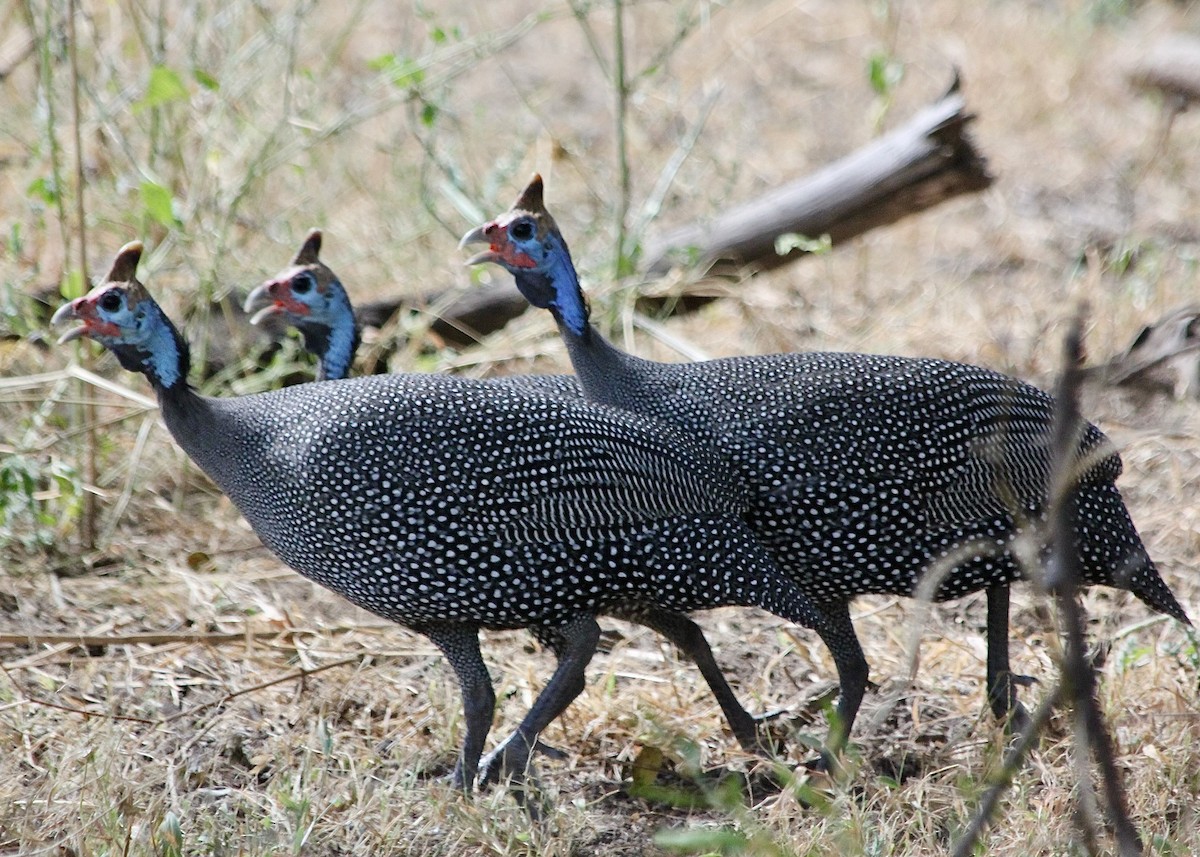 Helmeted Guineafowl - ML611798011