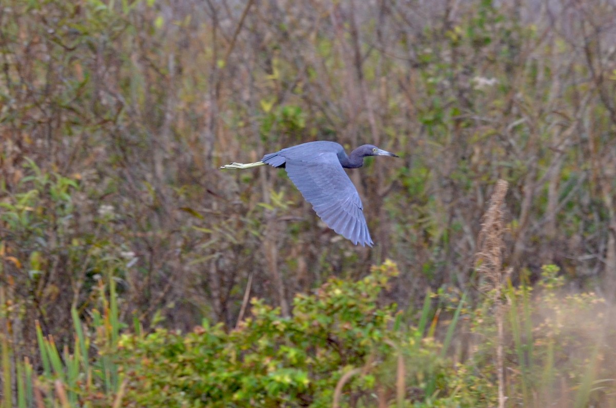 Little Blue Heron - ML611798014