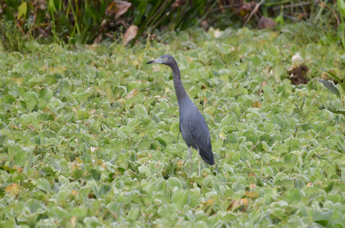 Little Blue Heron - ML611798020