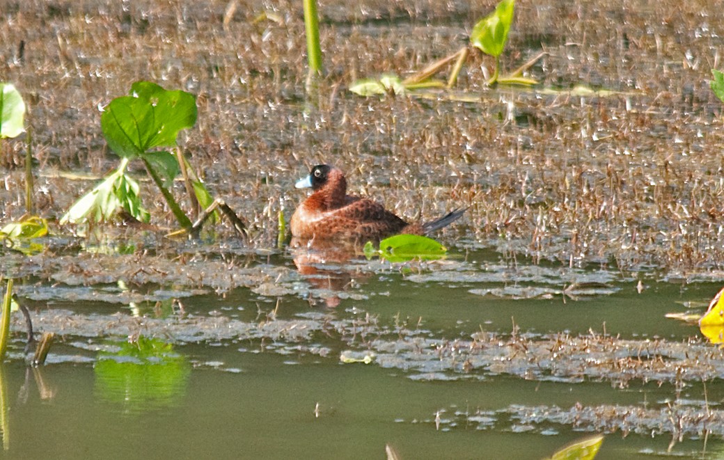 Masked Duck - ML611798026