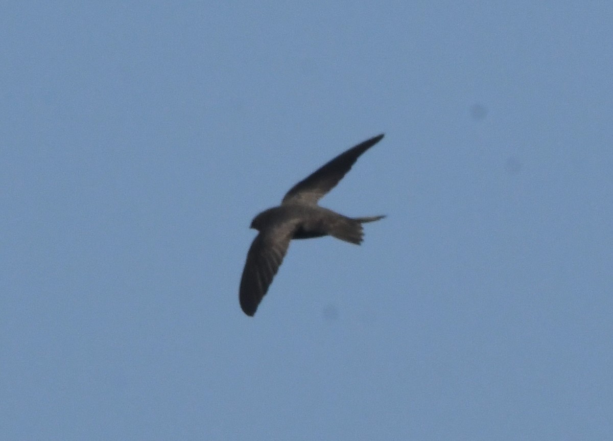 African Swift (African) - Gabriel Jamie