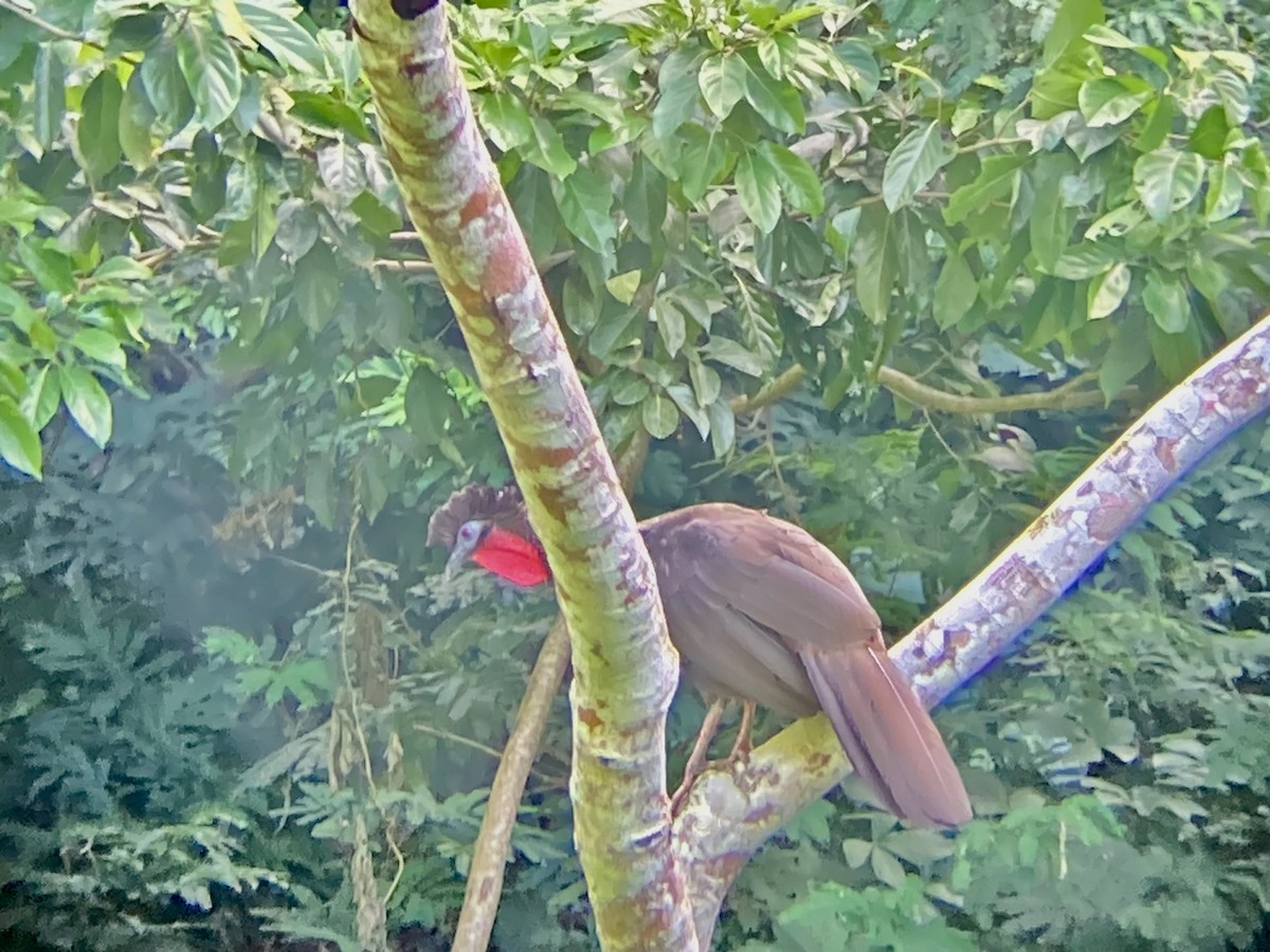 Crested Guan - ML611798172