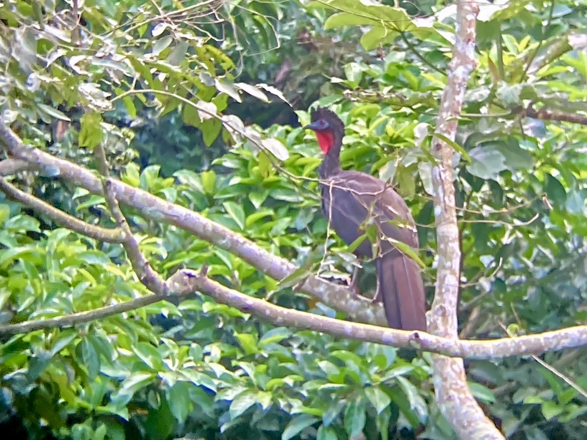 Crested Guan - ML611798175