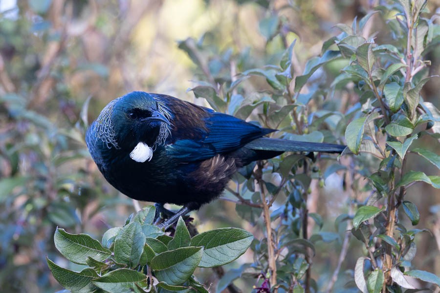 Mielero Tui - ML611798207