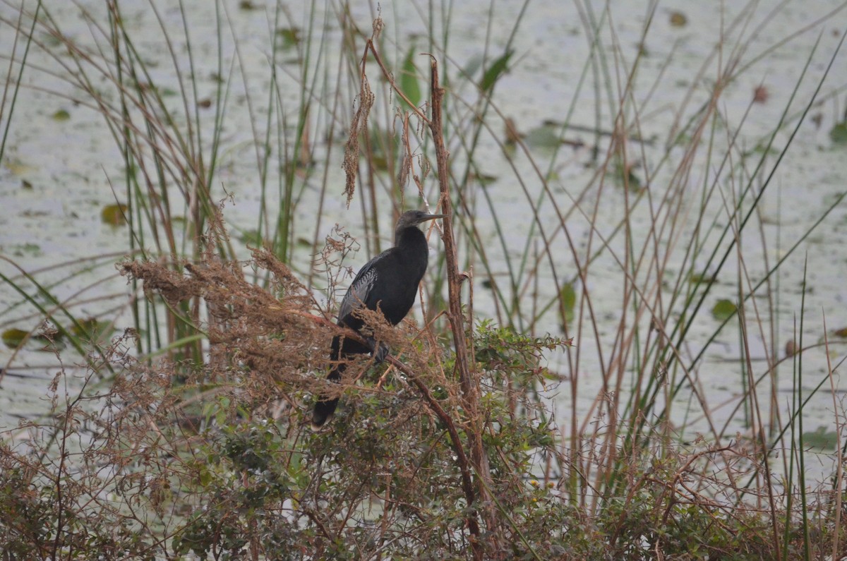 anhinga americká - ML611798324