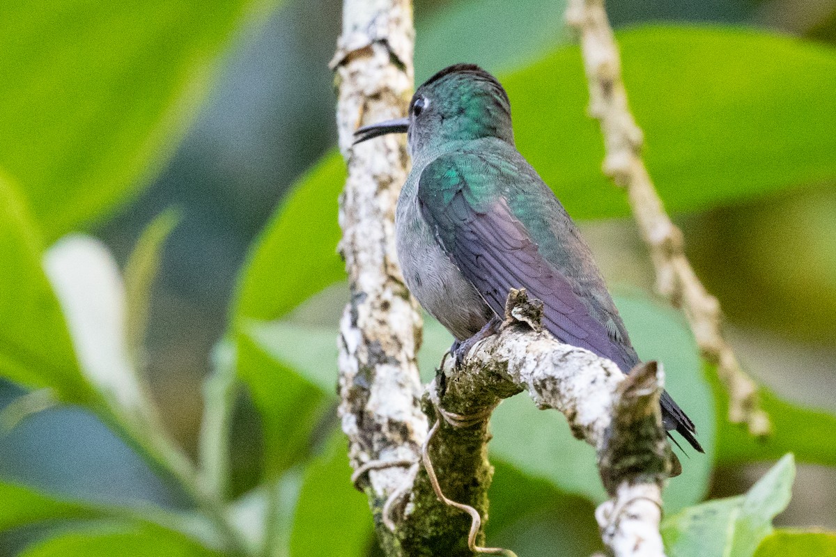 Sombre Hummingbird - Sue Wright